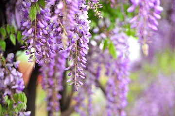 紫藤花背景