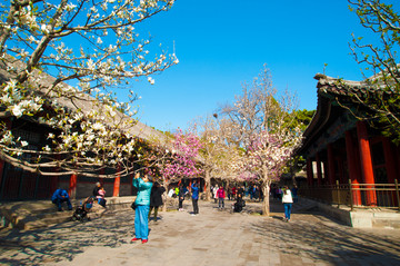 颐和园乐寿堂庭院