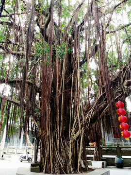 天宁寺风景 广东雷州