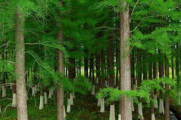 针叶林 杉树 森林 绿森林 树