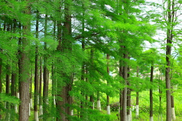 针叶林 杉树 森林 绿森林 树
