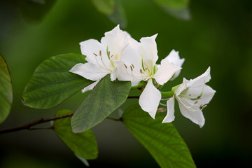 白色紫荆花