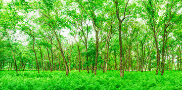 森林 绿树林 丛林树林