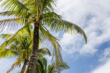 三亚椰子树