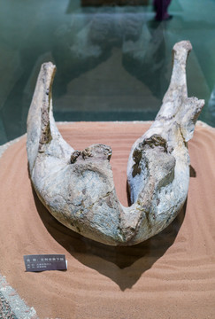 古剑齿象化石