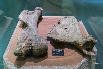 乳齿象化石