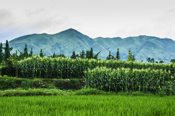 田园风光