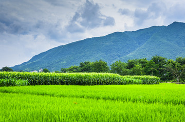 田园春色