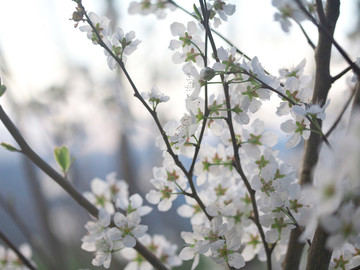 樱花树