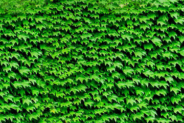 植物背景墙 仿真植物墙