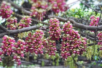 禾雀花开