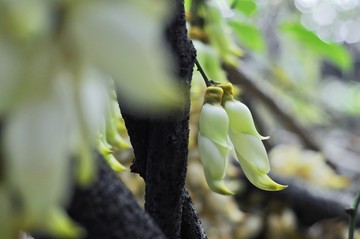 禾雀花开