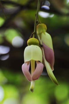 禾雀花开