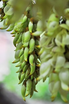 禾雀花开