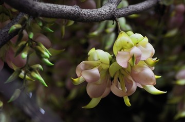 禾雀花开