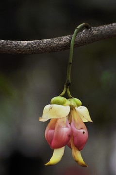 禾雀花开