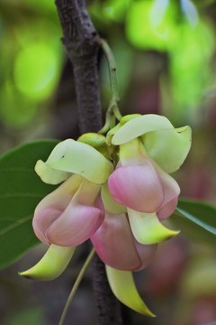 禾雀花开