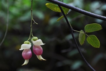 禾雀花开