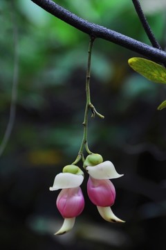 禾雀花开