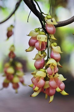禾雀花开