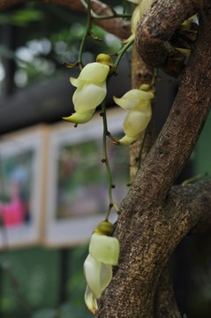 禾雀花开