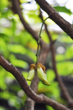 禾雀花开