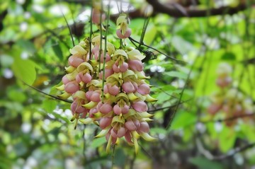禾雀花开