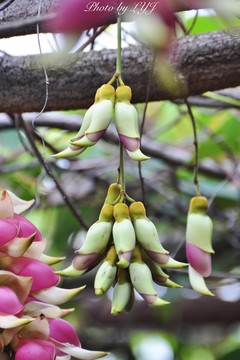 禾雀花开