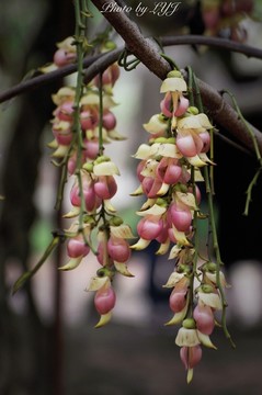 禾雀花开