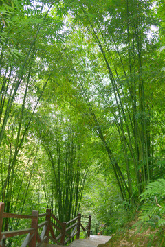 植物素材 翠竹 竹海 竹林