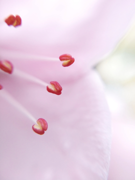 桃花花蕊微距