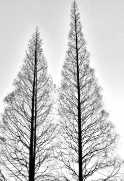 两棵树
