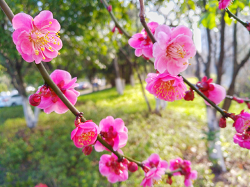 梅花 红梅