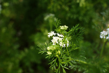 香菜花