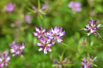 苕芽花