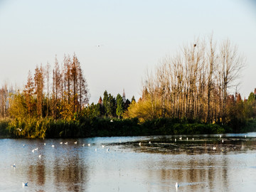 滇池湿地