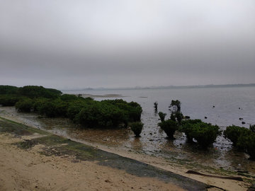 海边红树林 广东湛江