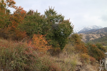 秋色树林