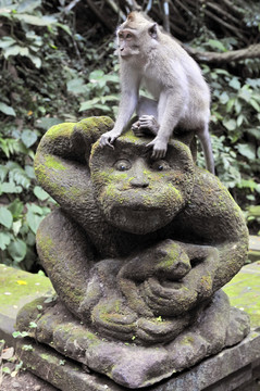 圣猴森林里的长尾猕猴