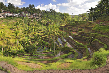 巴厘岛最壮观的水稻梯田