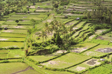 巴厘岛绿色水稻梯田