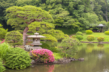 东京清澄花园里的松树