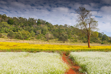 缅甸掸邦的田野风景