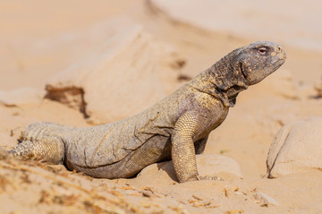 阿拉伯沙漠刺尾蜥蜴