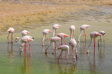 迪拜沙漠保护区的粉红色火烈鸟
