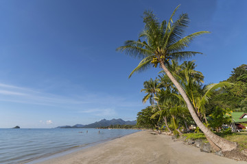 海边有椰子树