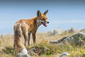 欧洲红狐狸