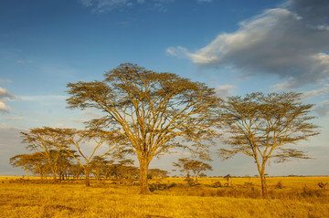 在日出的金合欢树（Vachellia）树在塞伦盖蒂国家公园;坦桑尼亚。