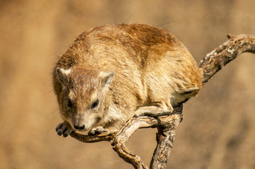 岩石蹄兔（Procavia capensis）;也被称为石獾和坦桑尼亚塞伦盖蒂的羚羊角。