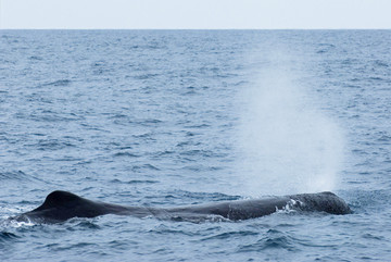 在凯库拉附近潜水的抹香鲸